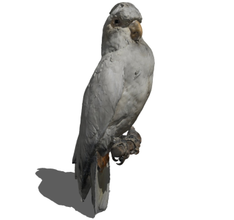 精品动物模型 (74)鹦鹉